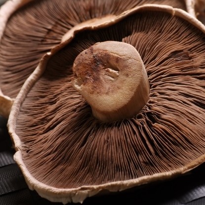 Marinated portobello mushrooms (Daniela)